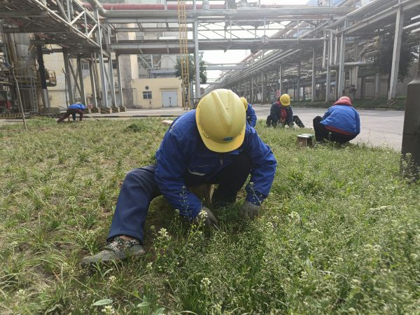3月22日，行政保衛(wèi)部趙師傅等人在道路兩旁清除雜草。.jpg