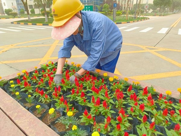 行政保衛(wèi)部趙師傅等人在公司主干道上擺放鮮花。.jpg